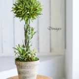 Topiary　　　　　　　　　　　　5月サンプル作品　　　　　　　　　　　　のイメージ